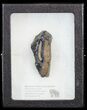 Mammoth Molar Slice With Case - South Carolina #44066-2